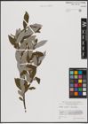Foto von Salix caprea L. x Salix eleagnos Scop.